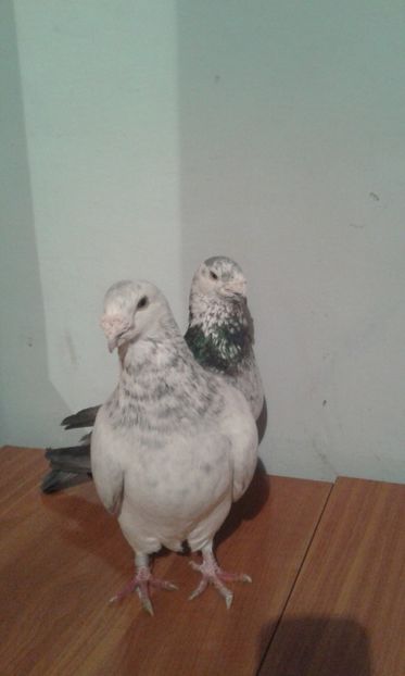  - matca-masculi cuci