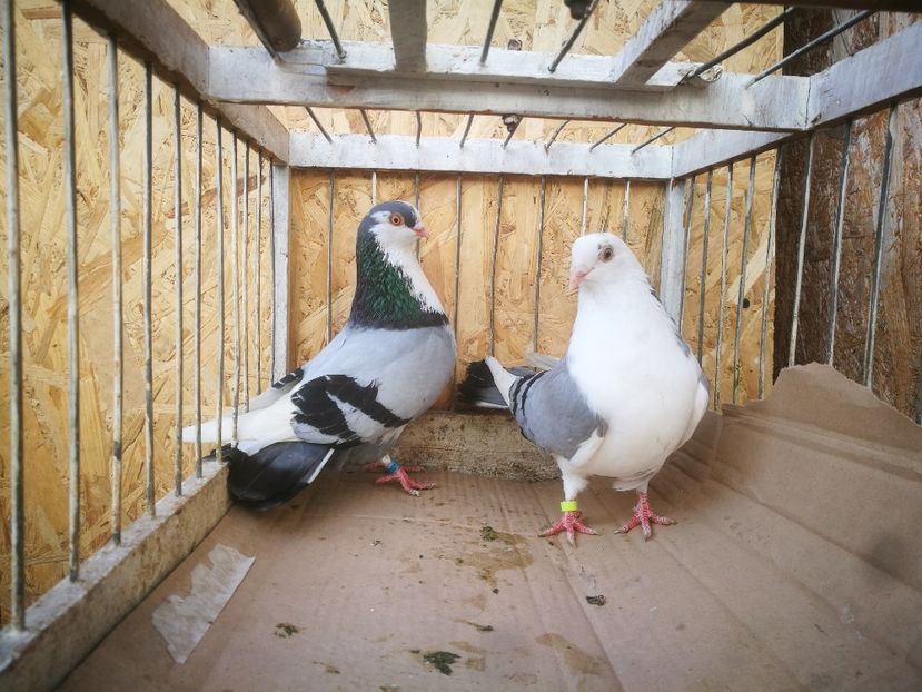 Pereche 4 - 1-1 perechi galateni 2019