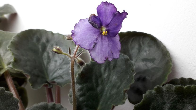  - ZZ Lyons Plum Puding