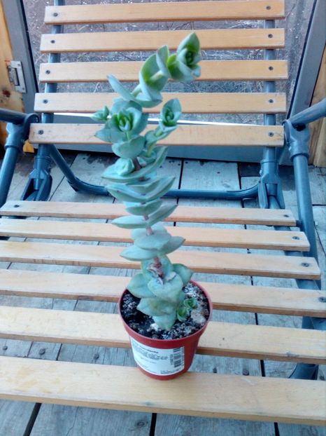  - flori de camera 2019