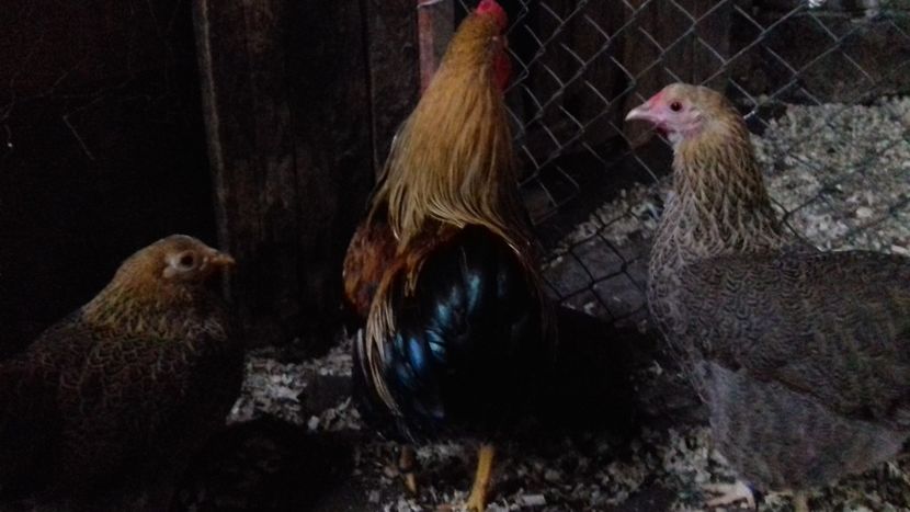  - Wyandotte potarnichiu pitic