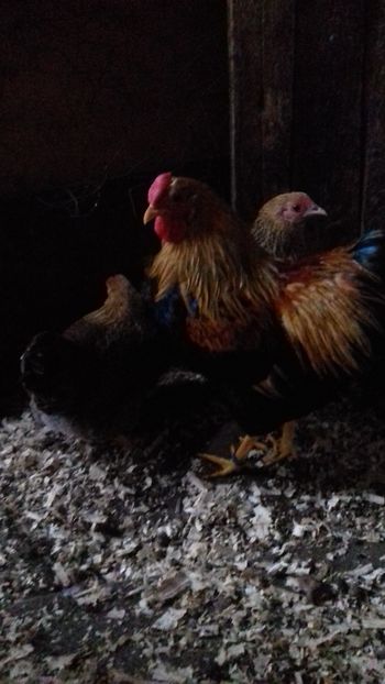  - Wyandotte potarnichiu pitic