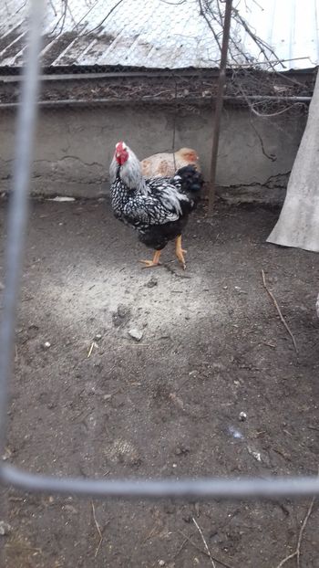  - Wyandotte argintiu cu bordura neagra