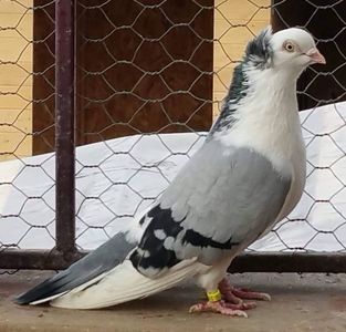 111891293_XRXCOKY - Galateni baltati pe albastru