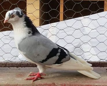 111891297_RFABZNH3 - Galateni baltati pe albastru