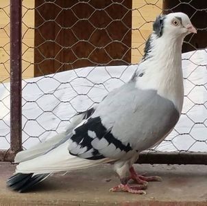 111891296_XQIMWLI - Galateni baltati pe albastru