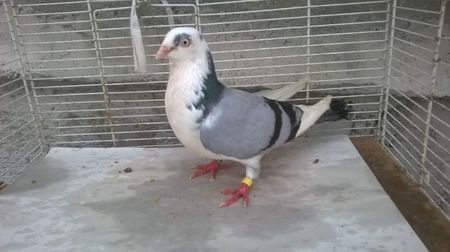 110108851_IZVJIER - Galateni baltati pe albastru