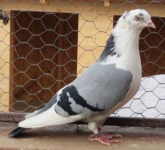 111891295_AWNONWE - Galateni baltati pe albastru