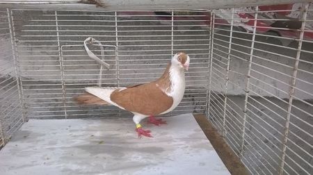 110108850_XJOCJKV - Galateni baltati pe albastru