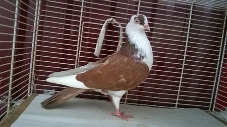 110115637_ASXBKNZ - Galateni baltati pe albastru