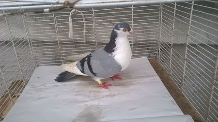 110108849_LNQJOWH - Galateni baltati pe albastru