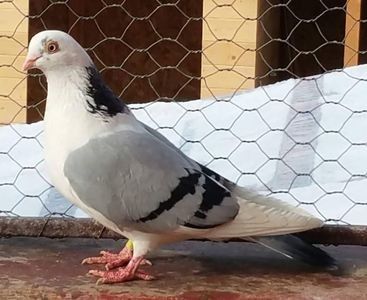 111891298_EBMJEQL - Galateni baltati pe albastru