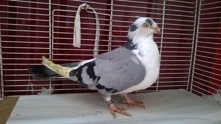 110115632_PUEMKSP3 - Galateni baltati pe albastru