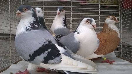 110108854_CELNJWC3 - Galateni baltati pe albastru