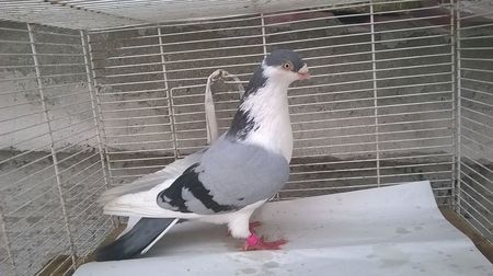 110108853_GIOBQYO3 - Galateni baltati pe albastru