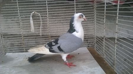 110108852_KHBOWYU - Galateni baltati pe albastru