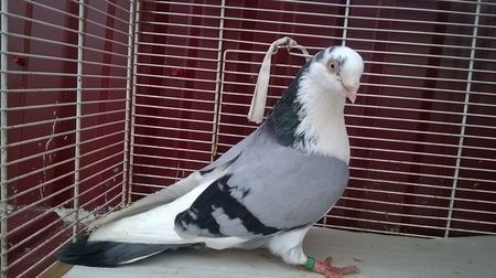 110115635_FVUTTYC3 - Galateni baltati pe albastru