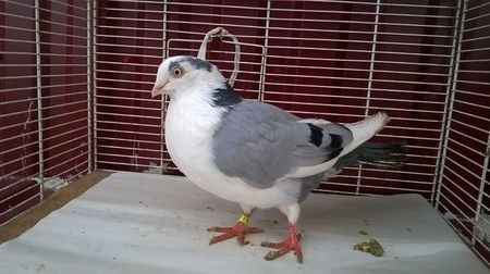 110115633_BUGQCOY3 - Galateni baltati pe albastru