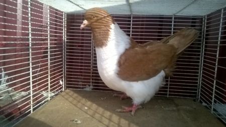 110219574_ZSWFVVZ - porumbei mei strasseri