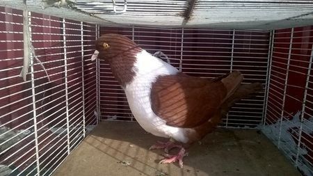 110219572_ESIBLIV - porumbei mei strasseri