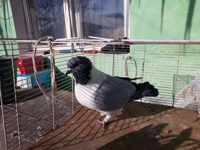 110312699_ZOHAWMM - porumbei mei strasseri