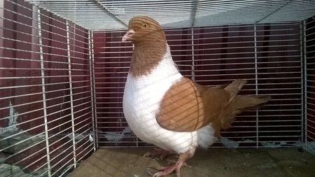 110219575_USRTWYW3 - porumbei mei strasseri