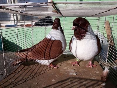 110312701_DBGWOJT3 - porumbei mei strasseri