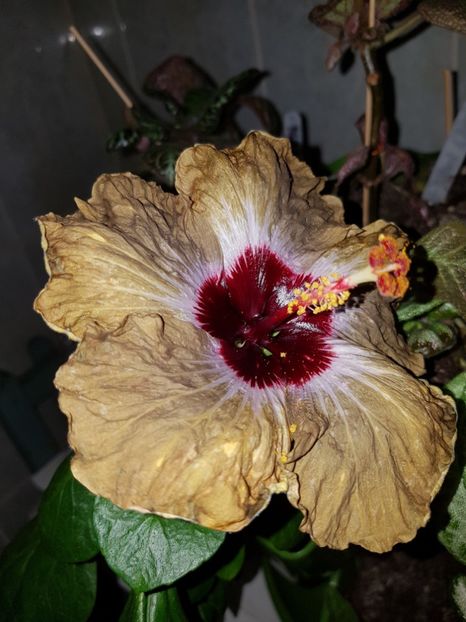  - Hibiscus Shiva