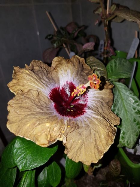  - Hibiscus Shiva