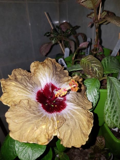  - Hibiscus Shiva