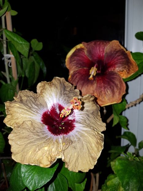  - Hibiscus Shiva