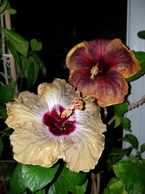 - Hibiscus Shiva