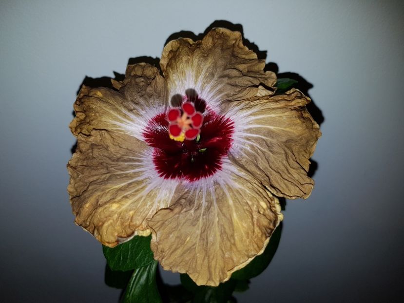  - Hibiscus Shiva