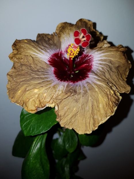  - Hibiscus Shiva