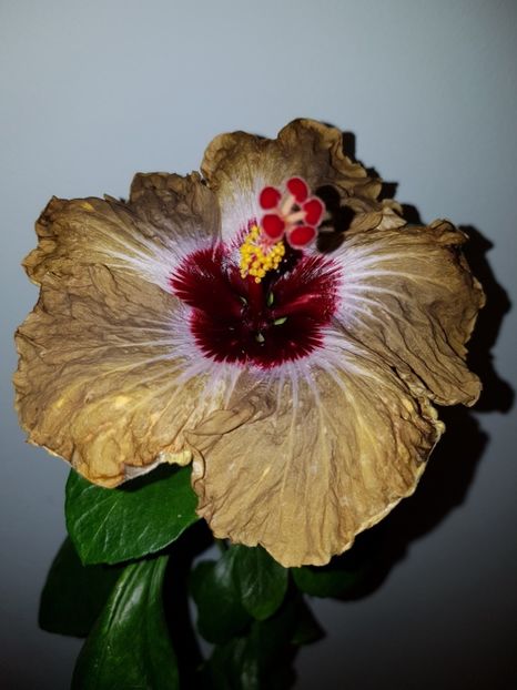  - Hibiscus Shiva