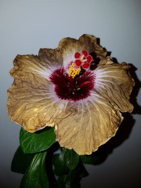  - Hibiscus Shiva