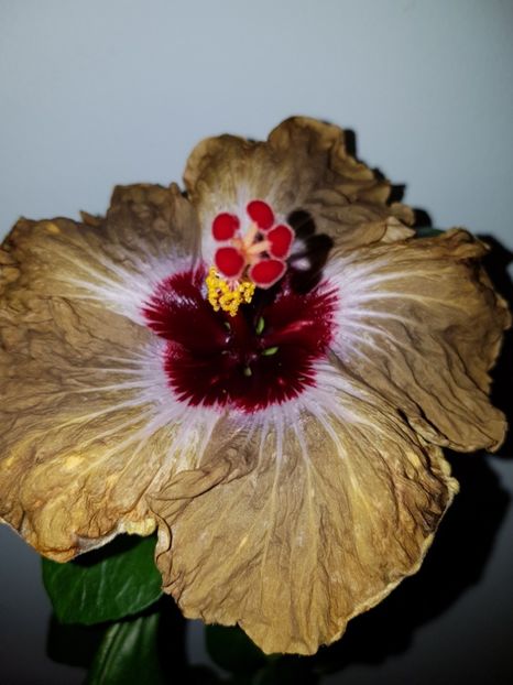  - Hibiscus Shiva