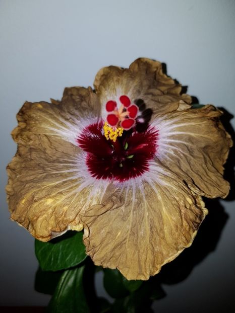  - Hibiscus Shiva