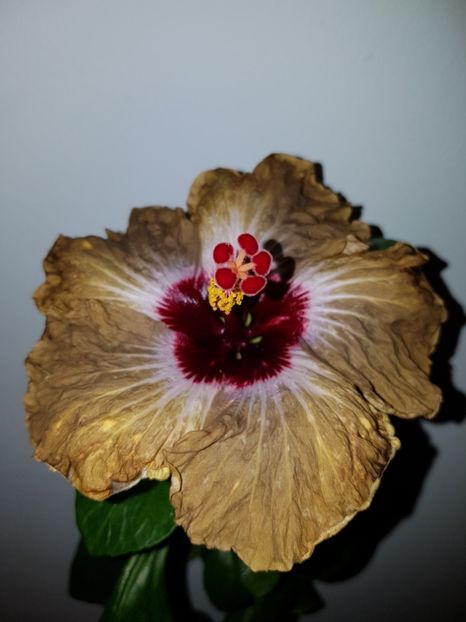  - Hibiscus Shiva