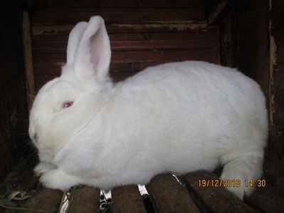 RO12-2778 - X ARHIVA IEPURI CE AM AVUT