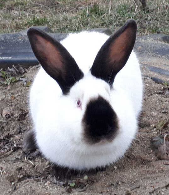 femela - a-Californian