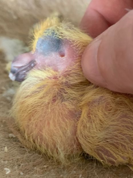 1B4F4E4B-274B-42E8-9293-B8D827820310 - Matca