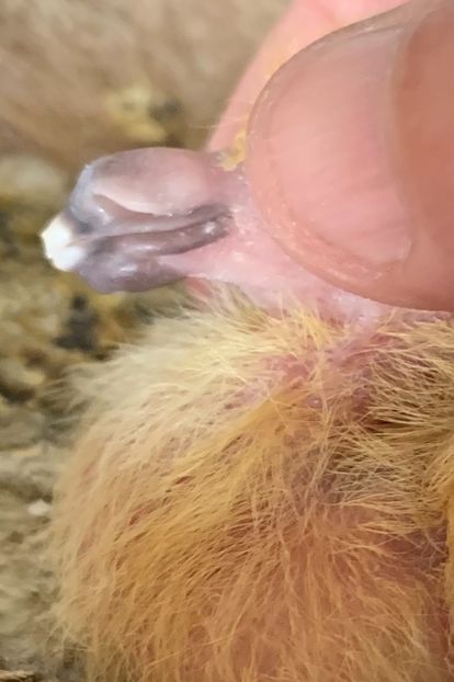 37881F88-5518-4EA2-B67A-3DAF639BA30C - Matca