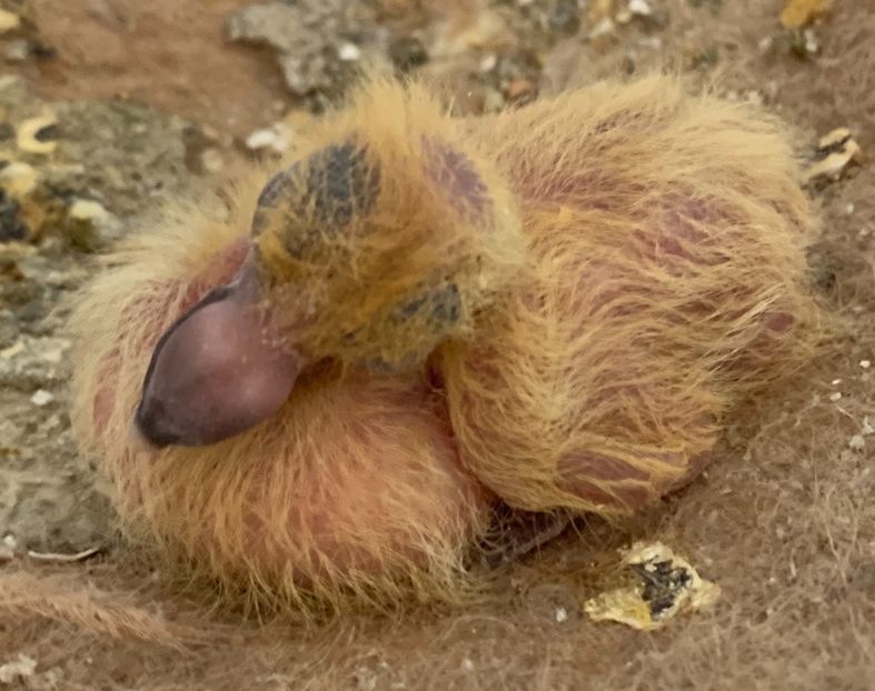 A5031CD7-251D-4C83-A1C0-A4D6C4130608 - Matca