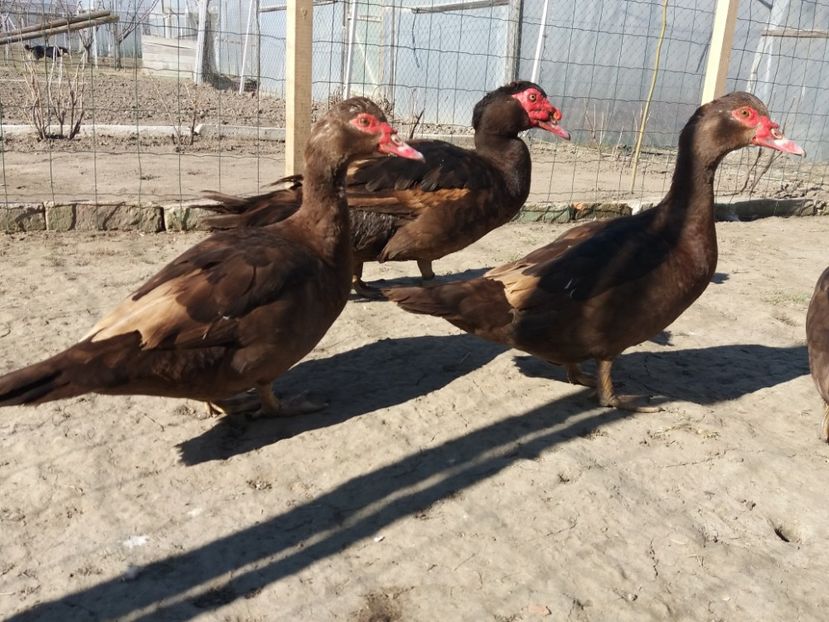  - Rațe leșești ciocolatii