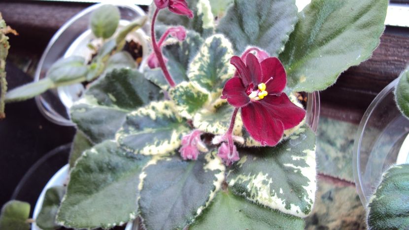  - Mac s O Scarlet OHara