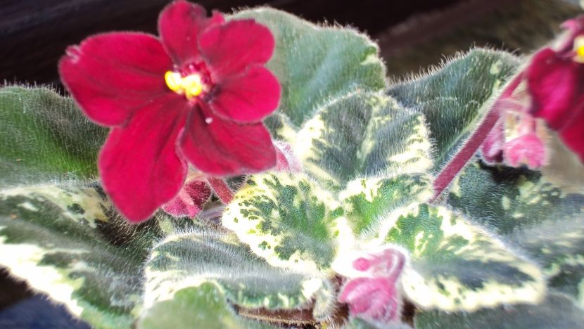  - Mac s O Scarlet OHara