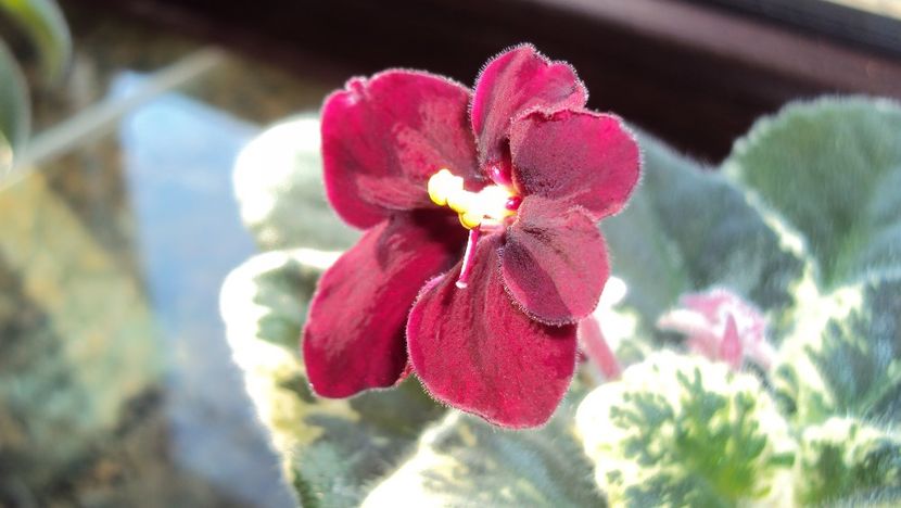  - Mac s O Scarlet OHara