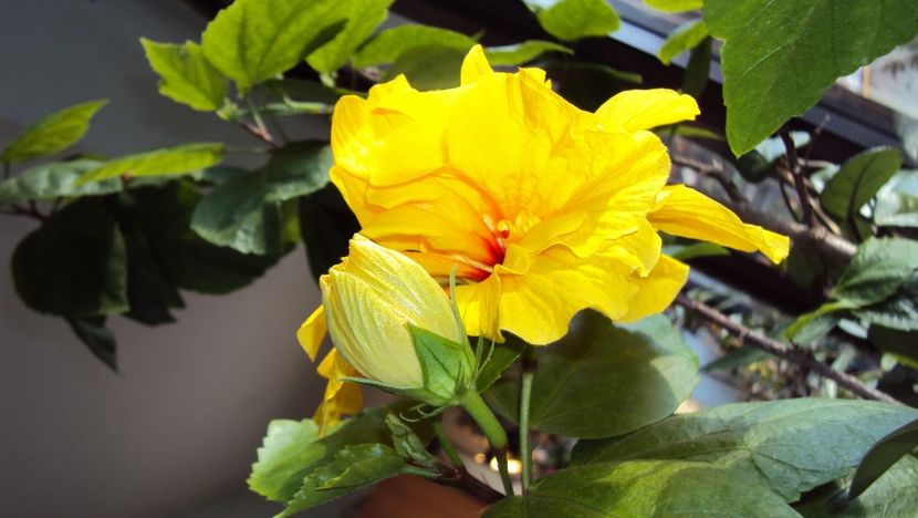  - Japonezul galben si Pasiflora