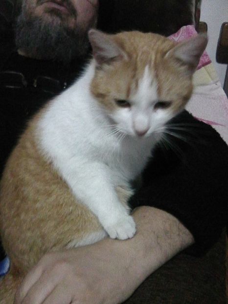 lamaie - Micile mele feline 2018